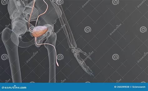 3d Animated Urinary System Kidneys Ureters And Bladder Stock