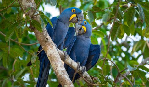 Purple Hyacinth Macaw