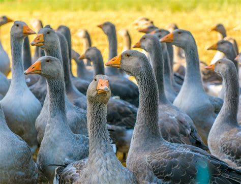 Tutti coloro che sono stati infetti hanno. Aviaria: primo caso in Italia nella fauna selvatica ...