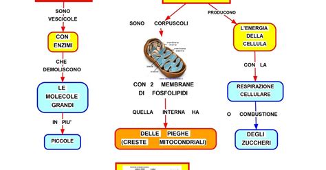 Mappa Concettuale Nucleo Cellulare