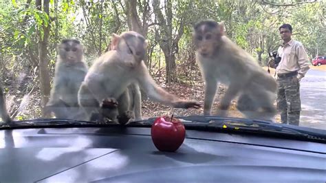 Funny Monkey Videos Compilation Cheating With Monkey Funny Monkey