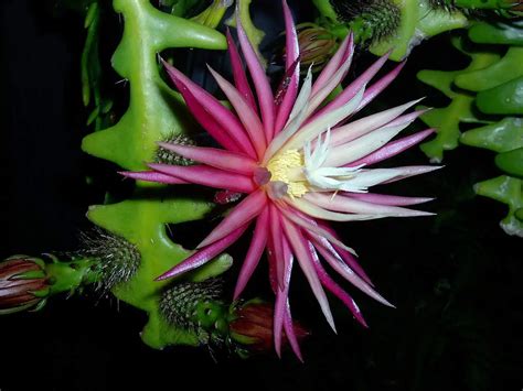 Fishbone Cactus Plant Care | Plantly