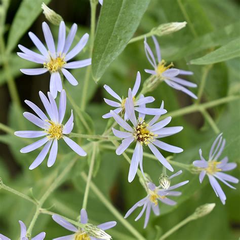 Eurybia Macrophylla Big Leaf Aster Lurie Garden