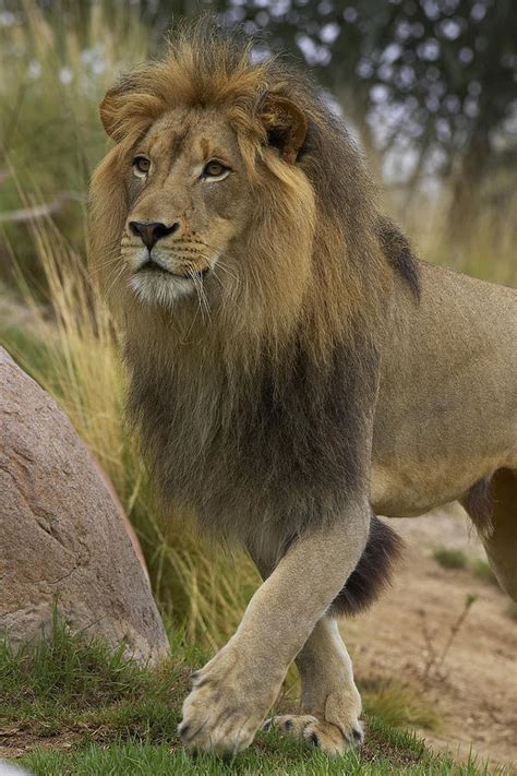 African Lion Male Portrait Photograph by San Diego Zoo | Pixels