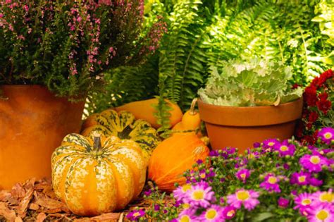 Autumn Decoration With Pumpkins And Flowers Kellogg Garden Organics