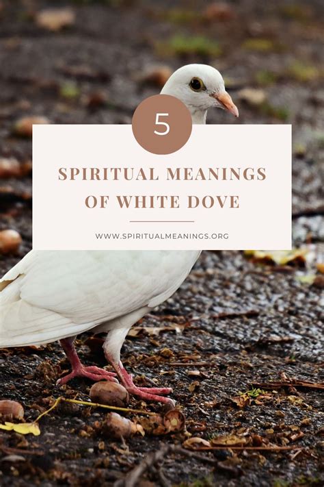 5 Spiritual Meanings Of White Dove Symbolism