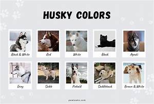 All Husky Colors Explained From Red To Agouti Husky Colors Husky