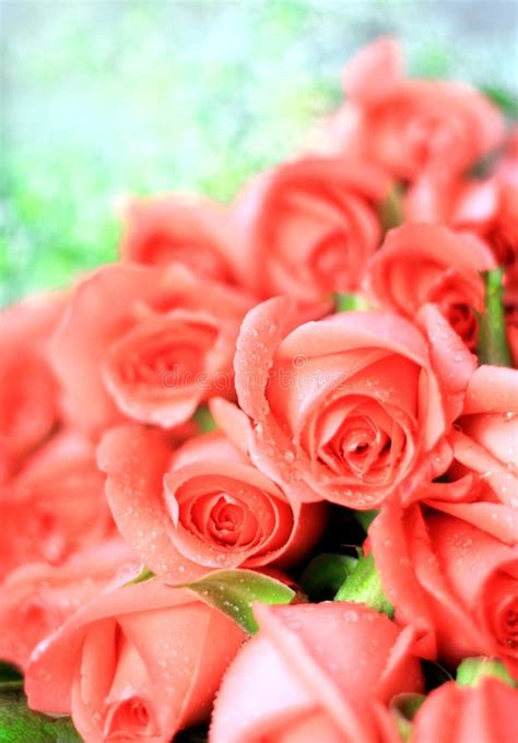 Romantic Pink Roses Stock Photo Image Of Classy Decorative 17690428