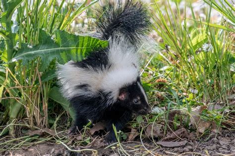 Can Baby Skunks Spray Wildlife Tips Wildside Wildlife