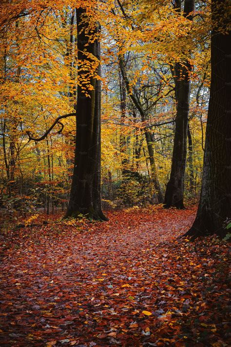 Autumn Forest Scene Walking Path In In 2020 Autumn Forest Walking