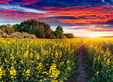 Sunset Over Rapeseed Field