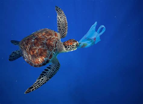 Plastics Are Killing The Oceans
