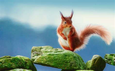 Wallpaper Nature Squirrel Moss Wildlife Rocks Rodent Chipmunk