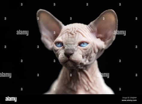 Hairless Kitten Of Canadian Sphynx Cat Breed Blue Mink With White Color