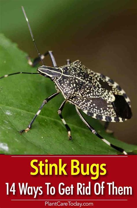 Stink bug pest control services. Have You Tried These? 14 Ways To Get Rid Of Stink Bugs ...
