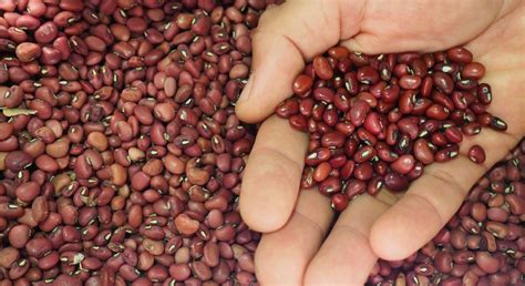 Red Ripper Cowpea Seeds Organic Non Gmo Vegetable Field Southern Pea