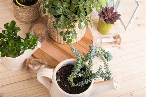 Best plants for indoor air quality. 10 Best Household Plants For Low Light Conditions | Home ...