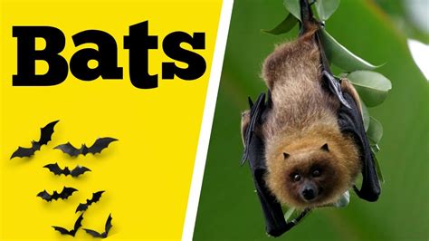 10 Interesting Facts About Bats Bat Facts For Kids Educational
