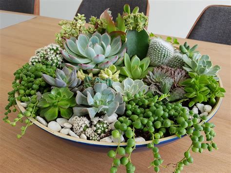 Succulent Centerpiece That I Made For My Sos New Place Rsucculents
