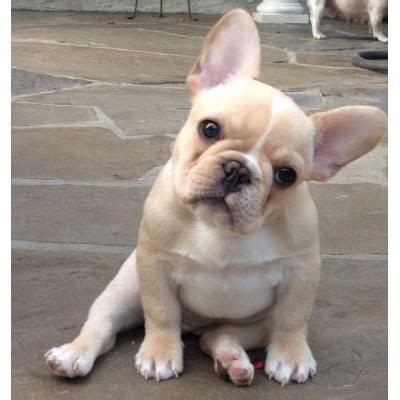 Which french bulldog mix is right for you? Teacup French Bulldog Full Grown | amulette