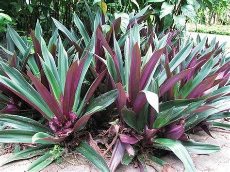 Tradescantia spathacea (Rhoeo spathacea) | Ground covering and Plants