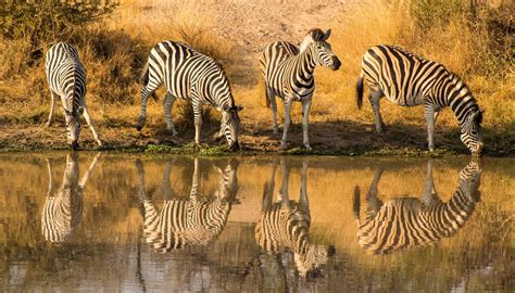 Kruger National Park Is Open During Lockdown Level 3 Secret Africa