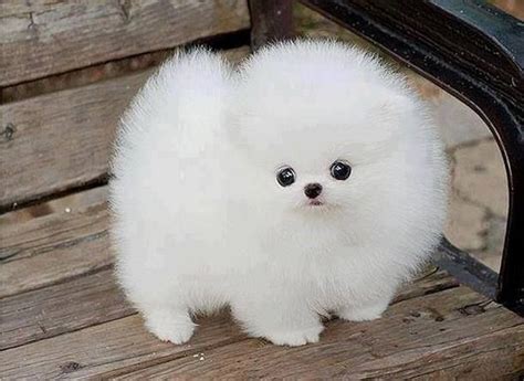 Small Pomeranian Dogs Pinterest