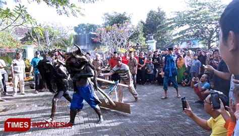 Mengenal Tradisi Tertua Kebo Keboan Watukebo Banyuwangi Times Indonesia