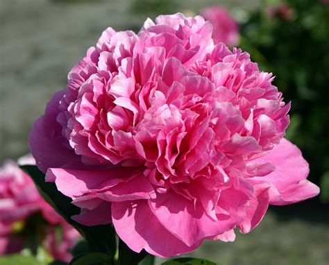 Pink Parfait Parkland Peonies