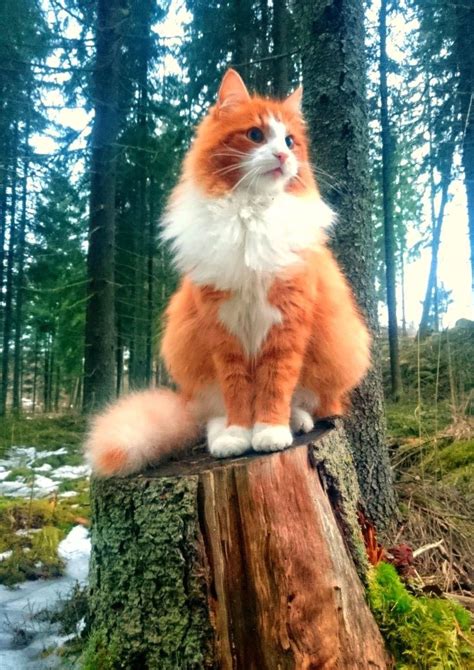 Majestic By Williamlove Meow Norwegian Forest Cat Cute Cats Pretty