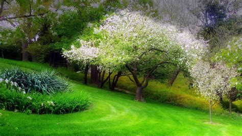 Spring Trees Wallpapers Top Free Spring Trees Backgrounds
