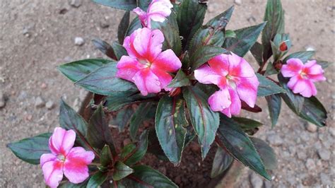 And canada, or where day temperatures are more moderate, the plants can tolerate full sun. New Guinea impatiens care in malayalam - YouTube