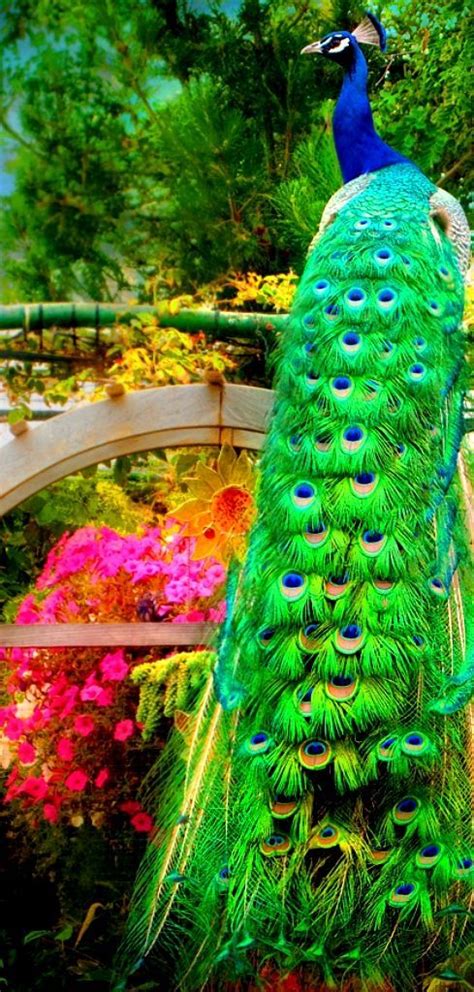 royal blue and emerald green peacock proud peacocks pinterest beautiful green peacock and