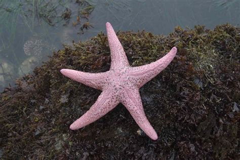 17 Bizarre And Beautiful Starfish Species