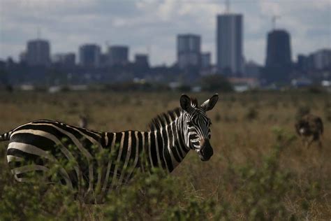 Nairobi Highlights Wildlife Safari In Kenya My Guide Kenya