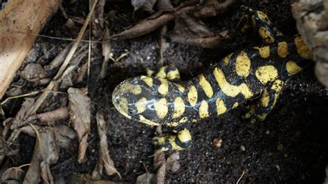 Western Tiger Salamander Fossil Rim Wildlife Center