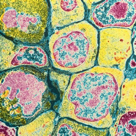 Pin By Emily Mears On Cool Stuff Things Under A Microscope Human