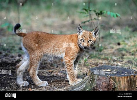 Young Eurasian Lynx Lynx Lynx Stock Photo Alamy