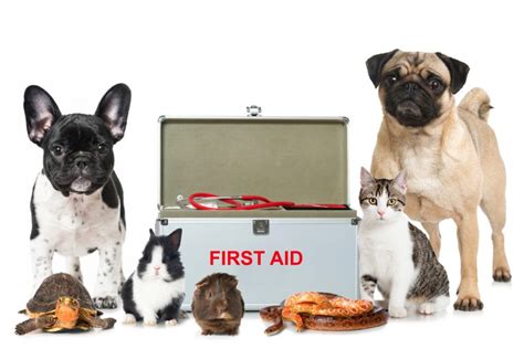 Animal medical clinic animal/pet care. Emergencies - Animal Medical Clinic
