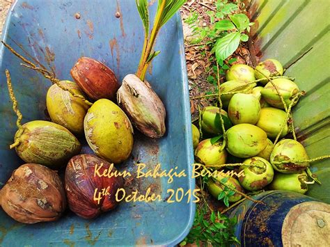 Suaraku penuh ketegasan tetapi juga bernada kuatir: Kebun Bahagia Bersama: Pelbagai Kelapa Muda