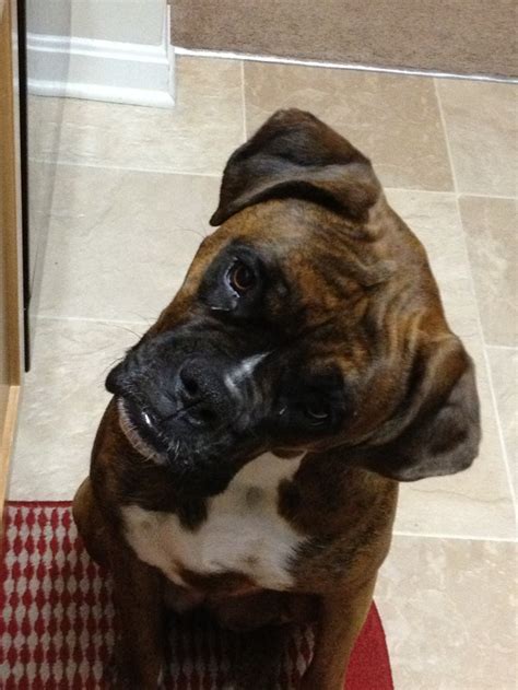 The Irresistible Boxer Head Tilt Will Get Them Bout Anything They
