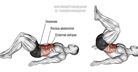 Hip Flexors Reverse Crunch An Isolation Exercise Target Muscle Rectus Abdominis Synergistic