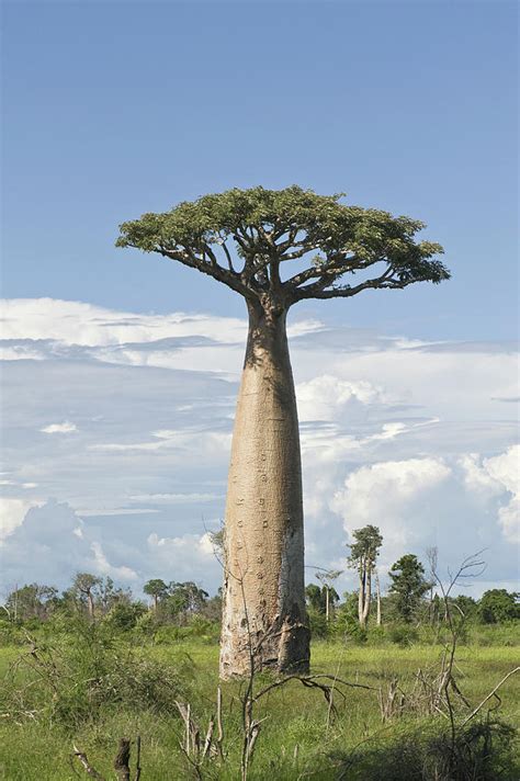 Baobab Tree Adansonia Digitata Photograph By Panoramic Images Fine