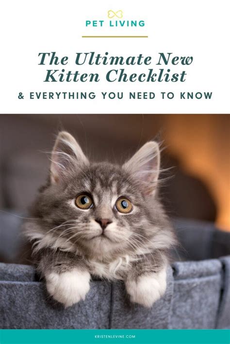 New Kitten Checklist Pet Living