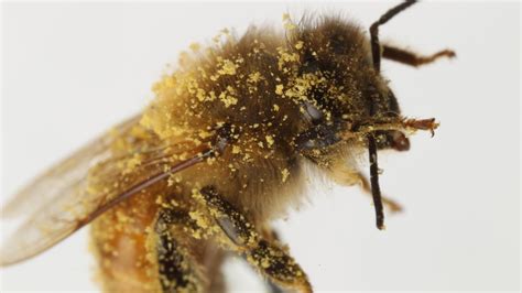 How Honeybees Brush Their Eye Hairs Youtube