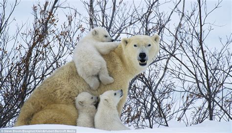 Play Time For Young And Old Polar Bears From Canada To