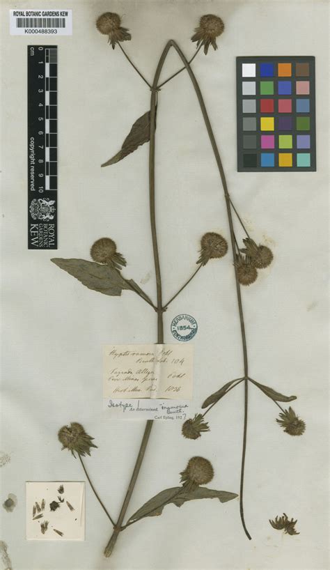 Hyptis Ramosa Pohl Ex Benth Plants Of The World Online Kew Science