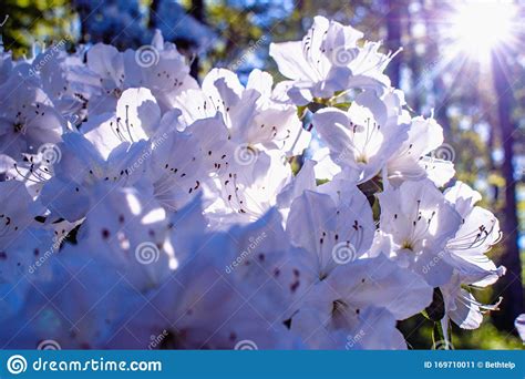 Beautiful White Azalea Flower Blooms Under Bright Sunburst Stock Image