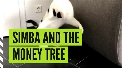 Check spelling or type a new query. Funny cat Simba plays with a small money tree limb - YouTube