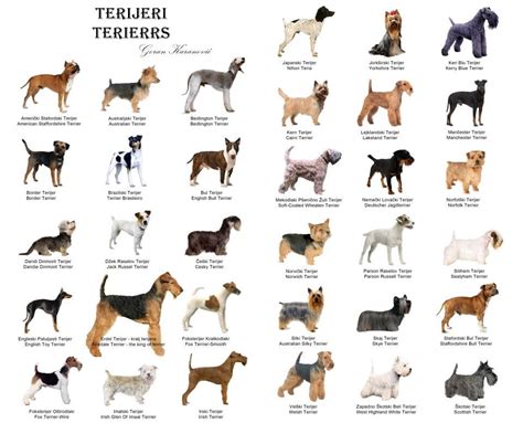 Chart Of Terriers Thank Dog Pinterest Terrier And Dog